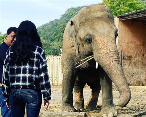  El Viaje del Elefante: Una Oda a la Libertad y la Transformación