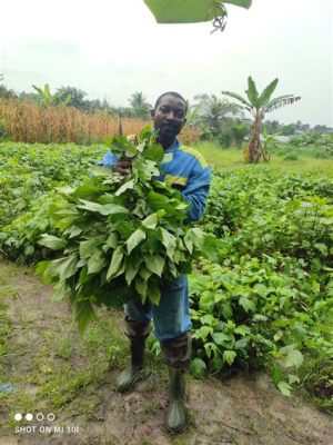  Cultivating Success: A Journey into Nigerian Agricultural Wisdom